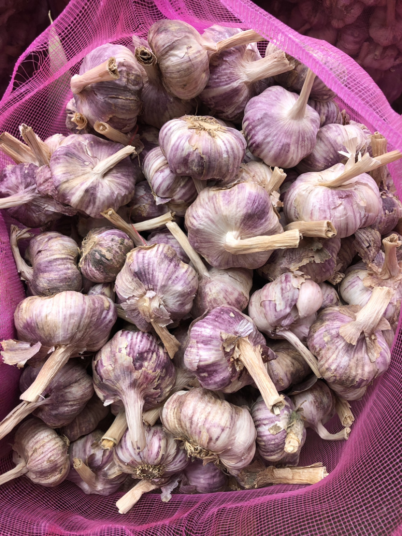 河南早熟紫皮大蒜晚熟蒜干蒜支持一件代发