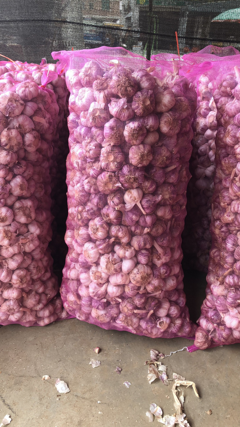 河南早熟紫皮大蒜晚熟蒜干蒜支持一件代发