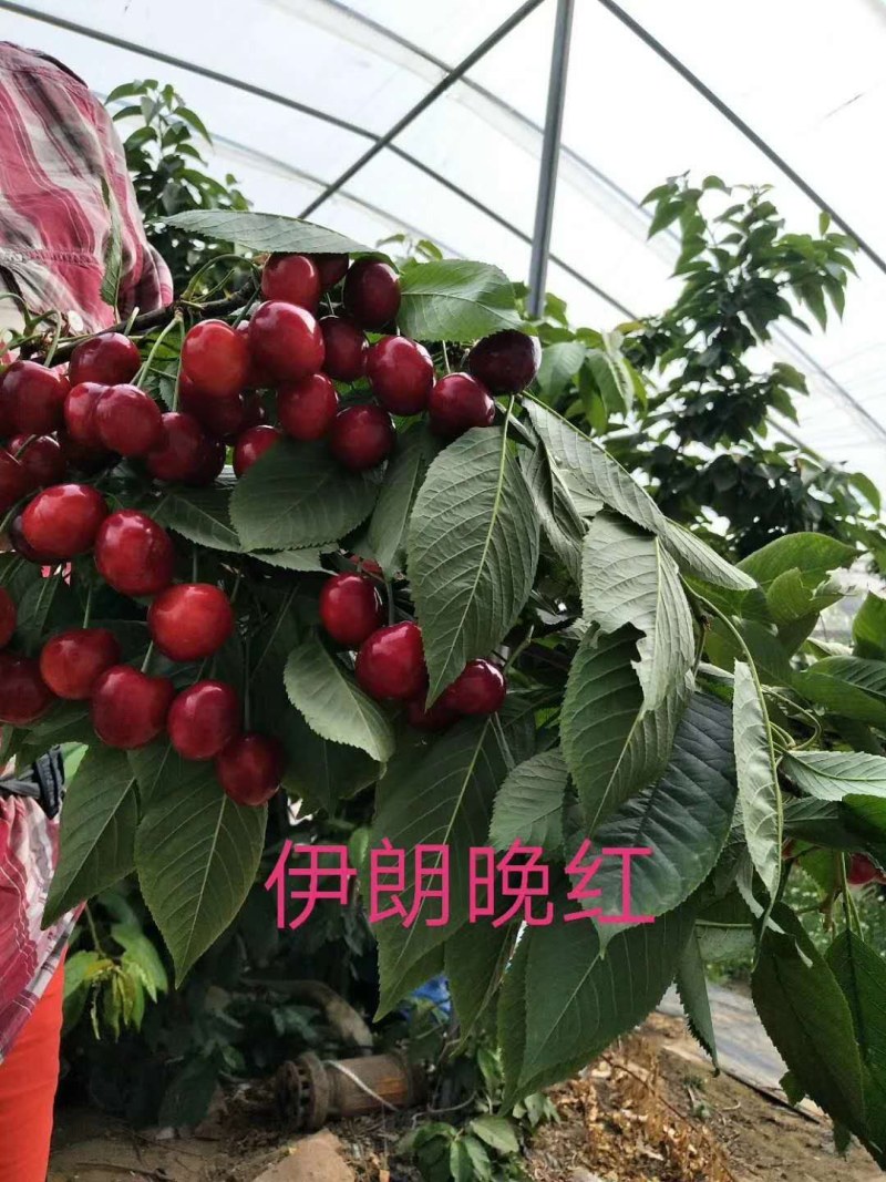 樱桃系列红灯，颜色漂亮，特封产伊朗晚红