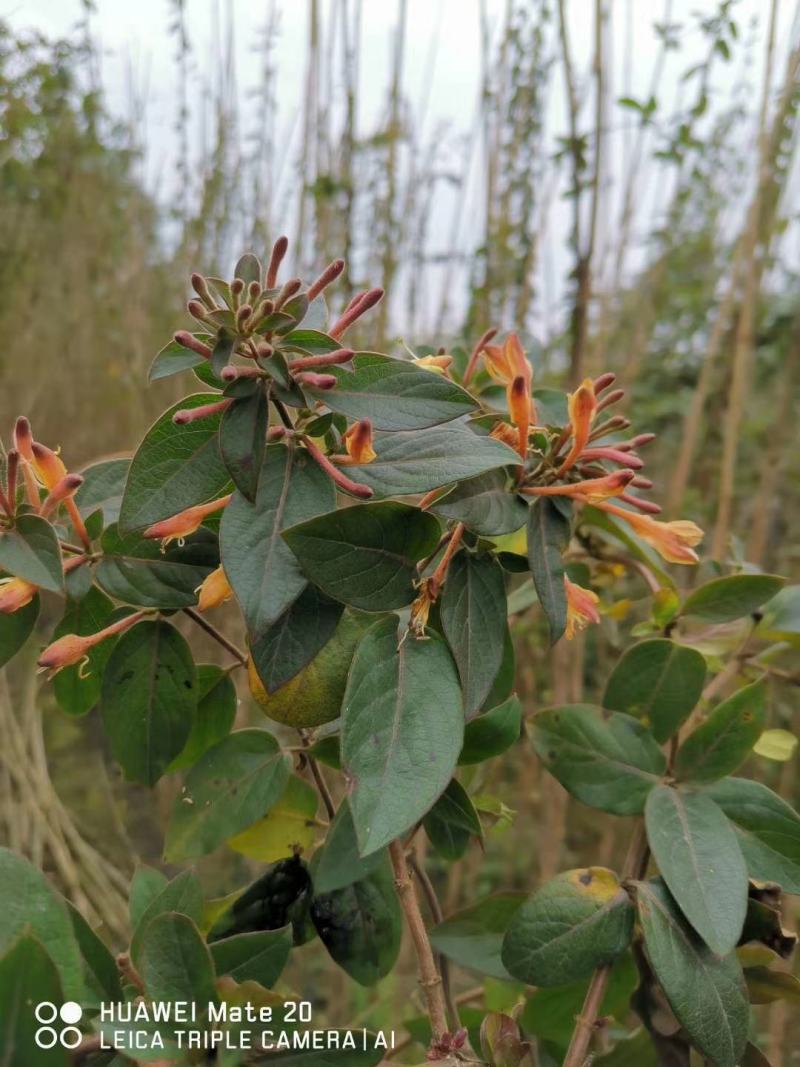 金银花多种品种，金银花成都实拍图片，金银花价格