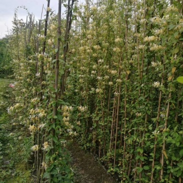 金银花多种品种，金银花成都实拍图片，金银花价格