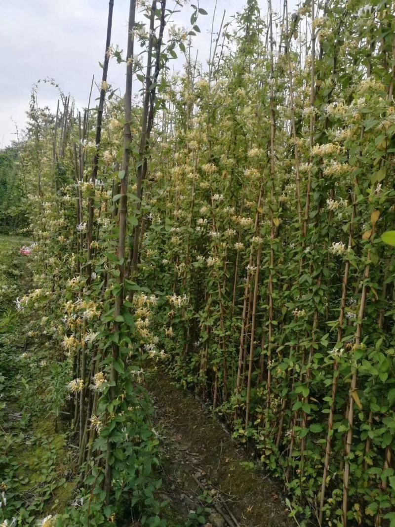 金银花多种品种，金银花成都实拍图片，金银花价格