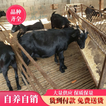 【优质努比亚黑山羊】品种纯正保质保量免费送货