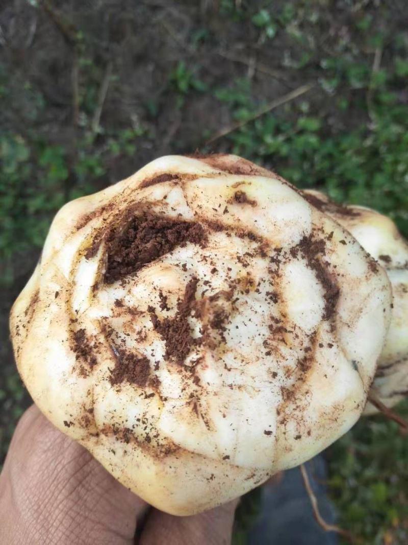 云南食用甜百合有需要的老板联系