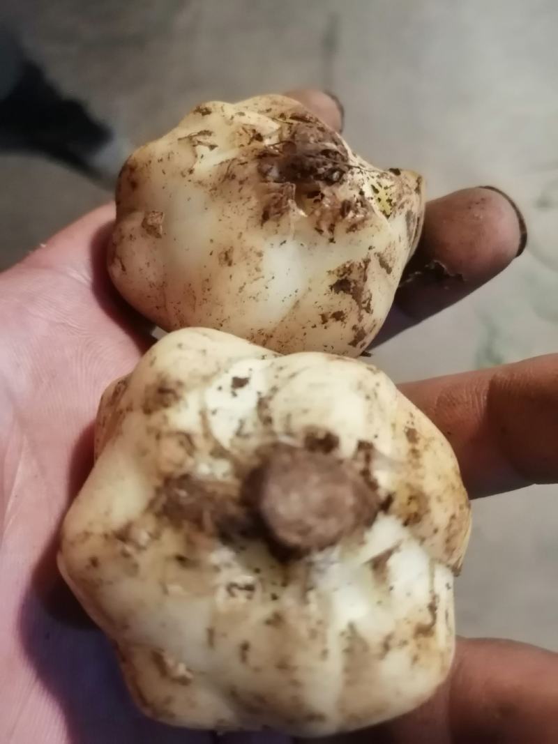 云南食用甜百合有需要的老板联系