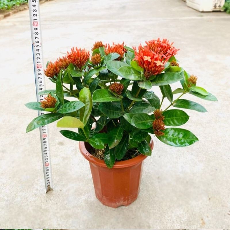 龙船花盆栽四季开花室外花卉绣球花苗庭院阳台带花苞绿值庭院