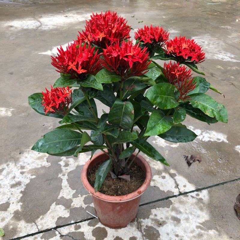 龙船花盆栽四季开花室外花卉绣球花苗庭院阳台带花苞绿值庭院