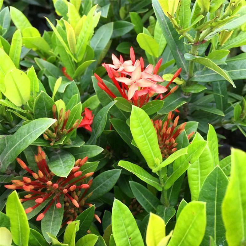 龙船花盆栽四季开花室外花卉绣球花苗庭院阳台带花苞绿值庭院