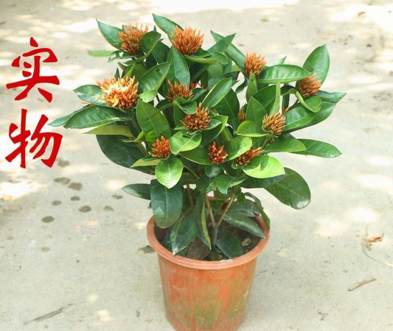 龙船花盆栽四季开花室外花卉绣球花苗庭院阳台带花苞绿值庭院