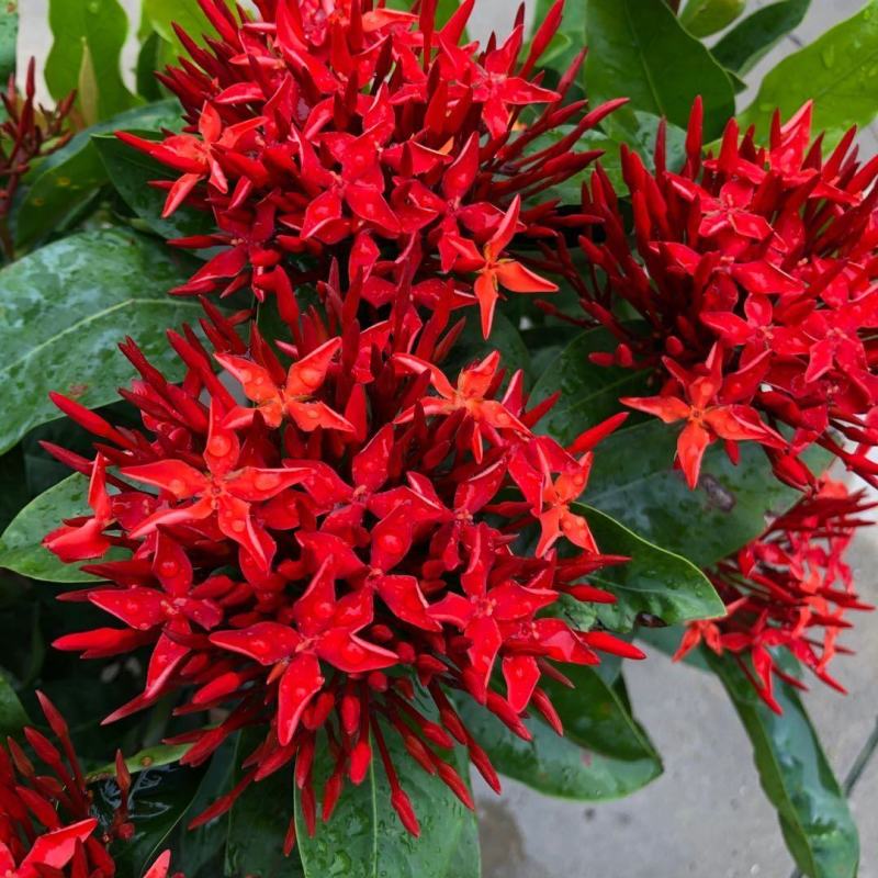 龙船花盆栽四季开花室外花卉绣球花苗庭院阳台带花苞绿值庭院