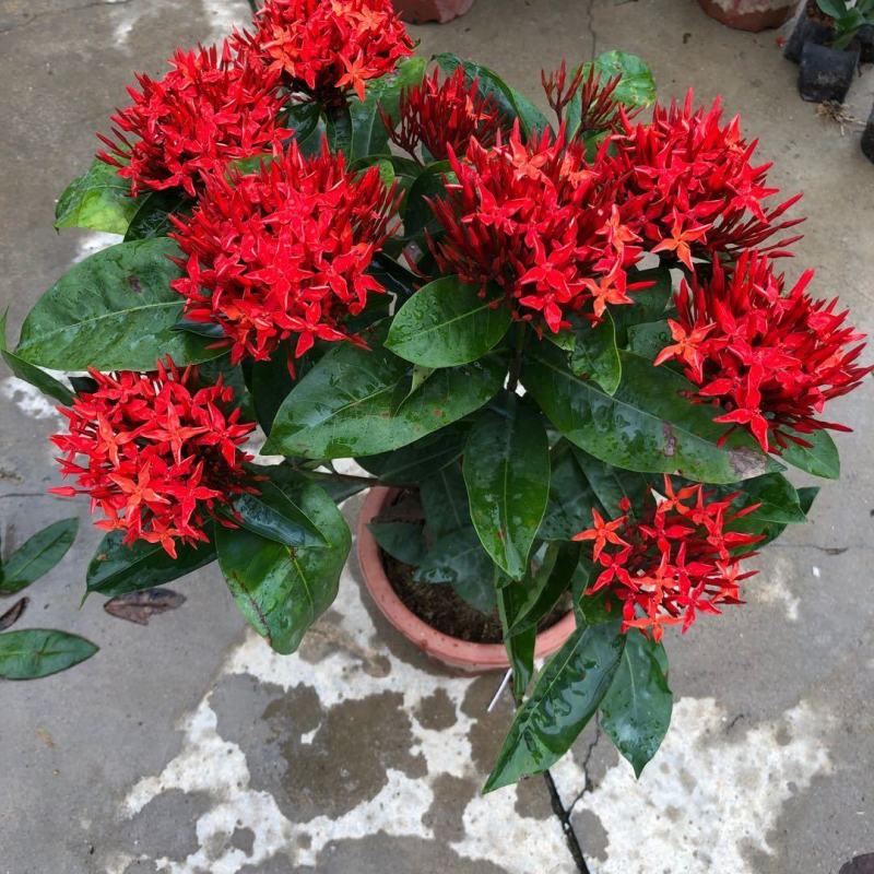 龙船花盆栽四季开花室外花卉绣球花苗庭院阳台带花苞绿值庭院