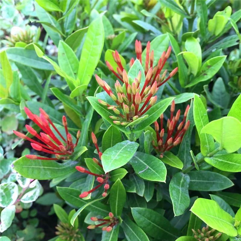 龙船花盆栽四季开花室外花卉绣球花苗庭院阳台带花苞绿值庭院