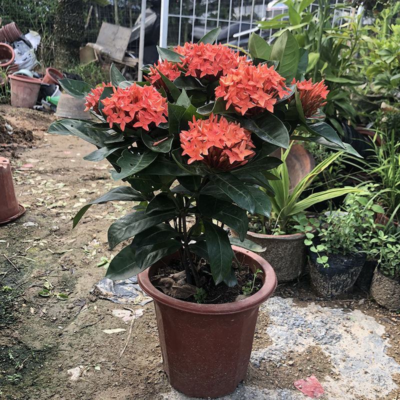 龙船花盆栽四季开花室外花卉绣球花苗庭院阳台带花苞绿值庭院