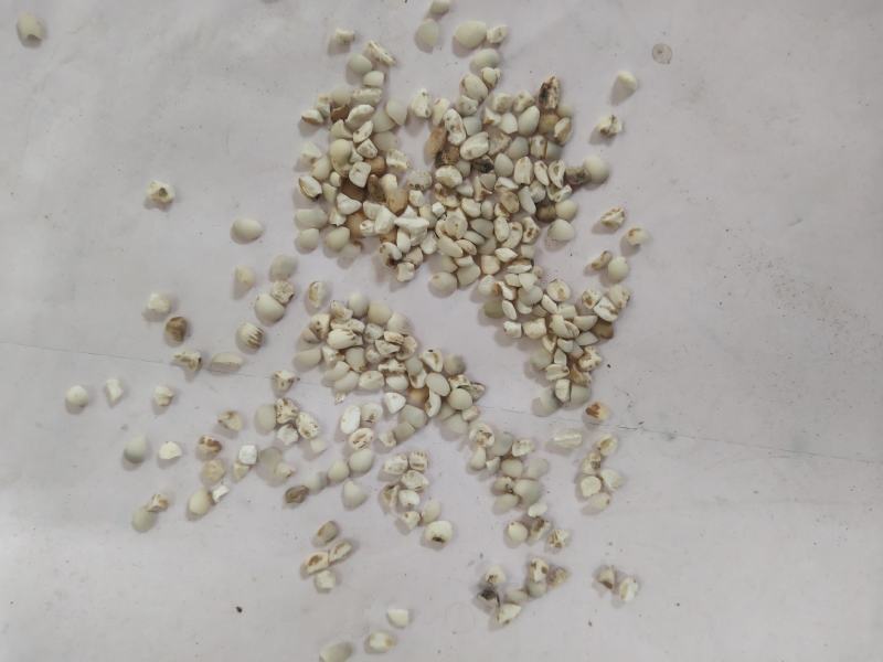 薏米碎渣批发零售品种齐全