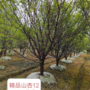 自家苗圃供应精品山杏树熟货基地直销一手货源