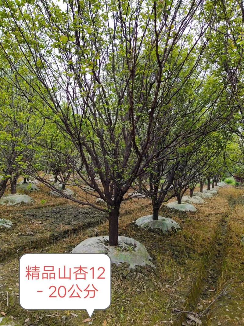 自家苗圃供应精品山杏树熟货基地直销一手货源