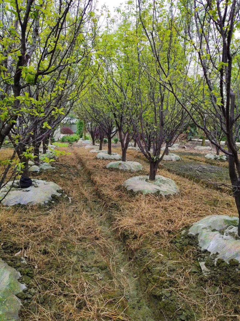 自家苗圃供应精品山杏树熟货基地直销一手货源