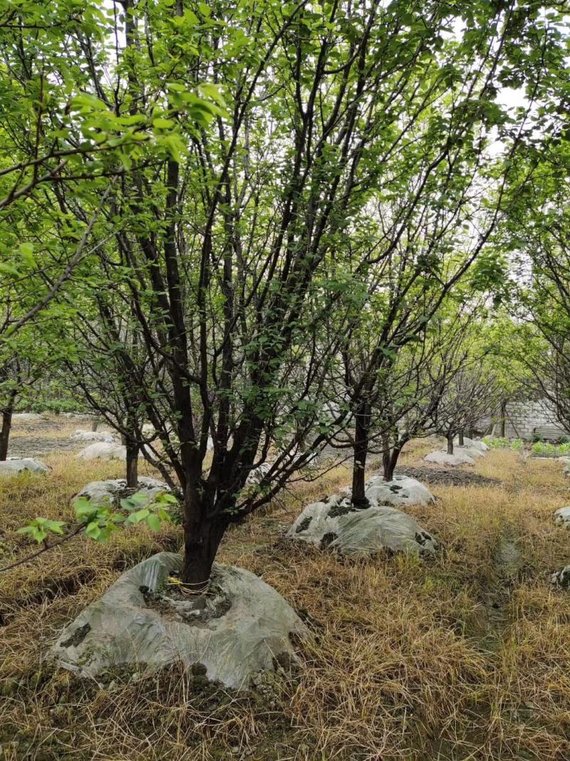 自家苗圃供应精品山杏树熟货基地直销一手货源