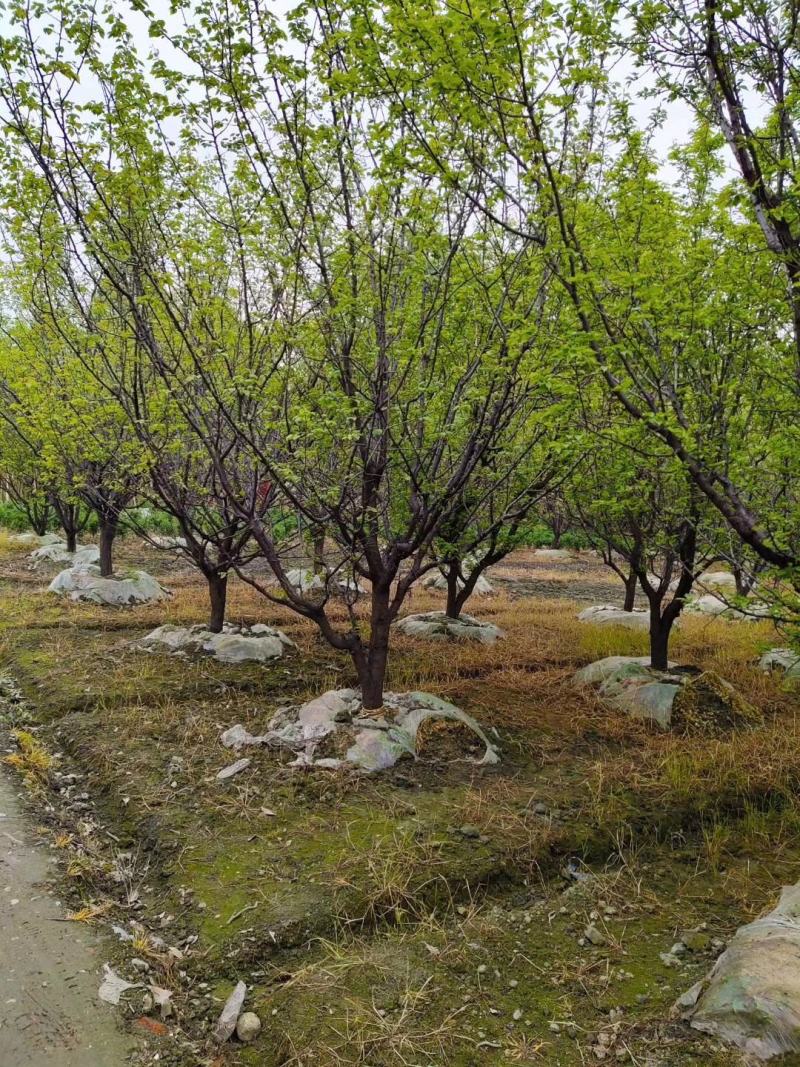 自家苗圃供应精品山杏树熟货基地直销一手货源