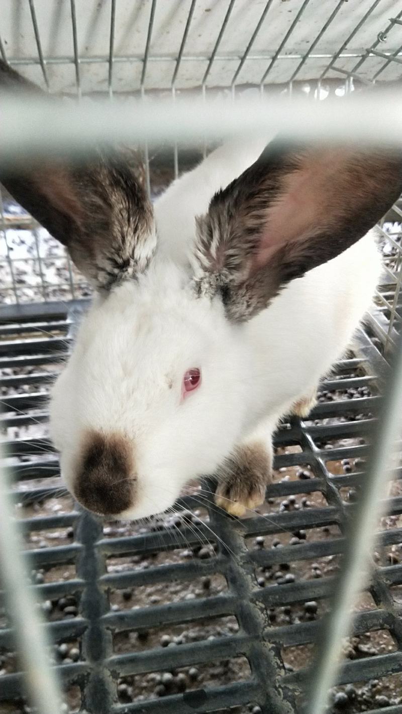种兔，杂交肉兔，它适合笼养散养