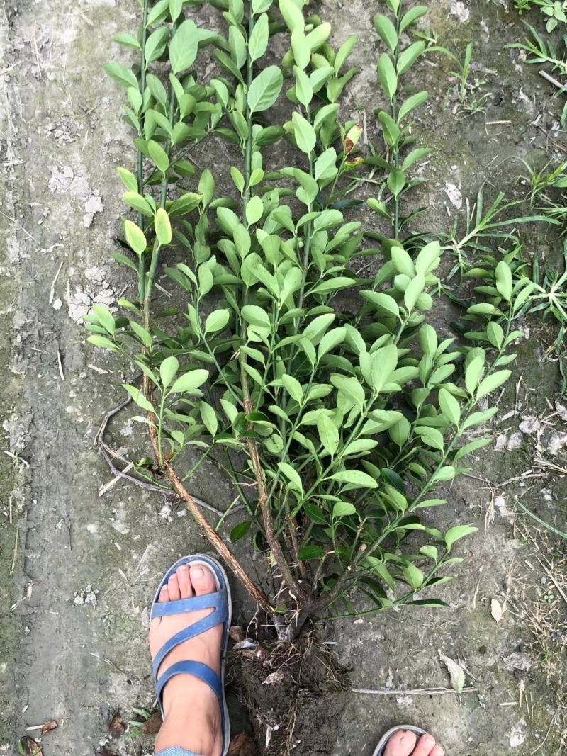 自家苗圃供应大叶黄杨万年青基地直销保质保量