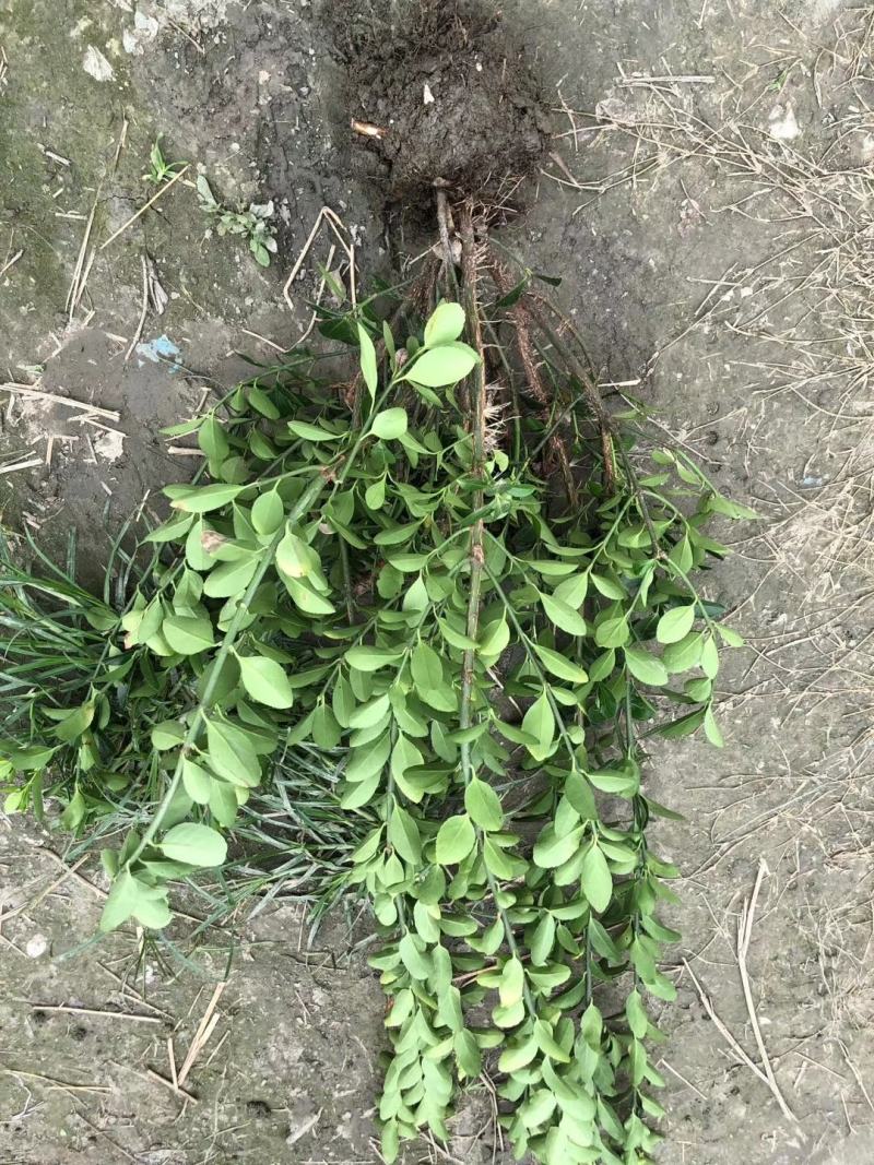 自家苗圃供应大叶黄杨万年青基地直销保质保量