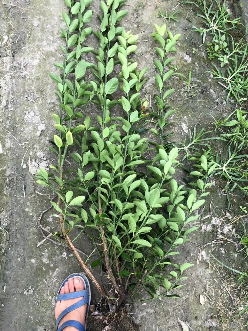 自家苗圃供应大叶黄杨万年青基地直销保质保量