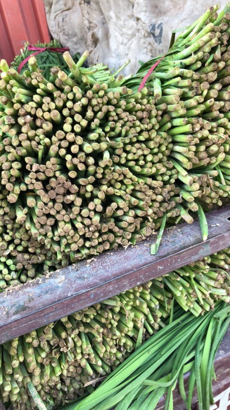 韭菜大叶韭菜，大量低价供应产地直供现挖现卖，欢迎考察