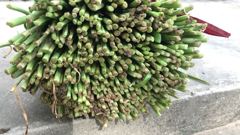 韭菜大叶韭菜，大量低价供应产地直供现挖现卖，欢迎考察