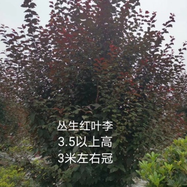 丛生红叶李高3.5，丛生红叶李介绍，丛生红叶李价格
