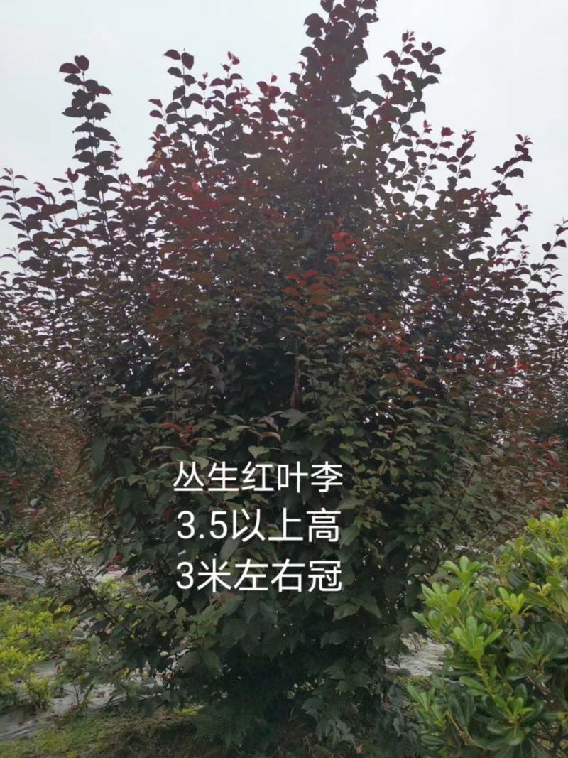 丛生红叶李高3.5，丛生红叶李介绍，丛生红叶李价格