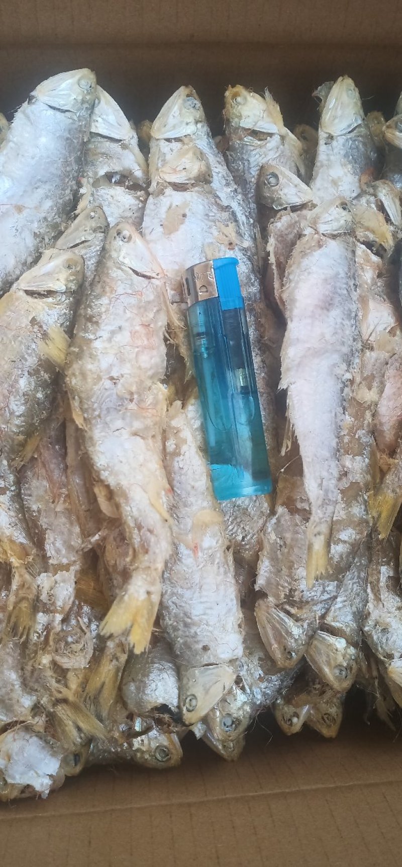 渤海湾虾皮里面拣的大熟鱼