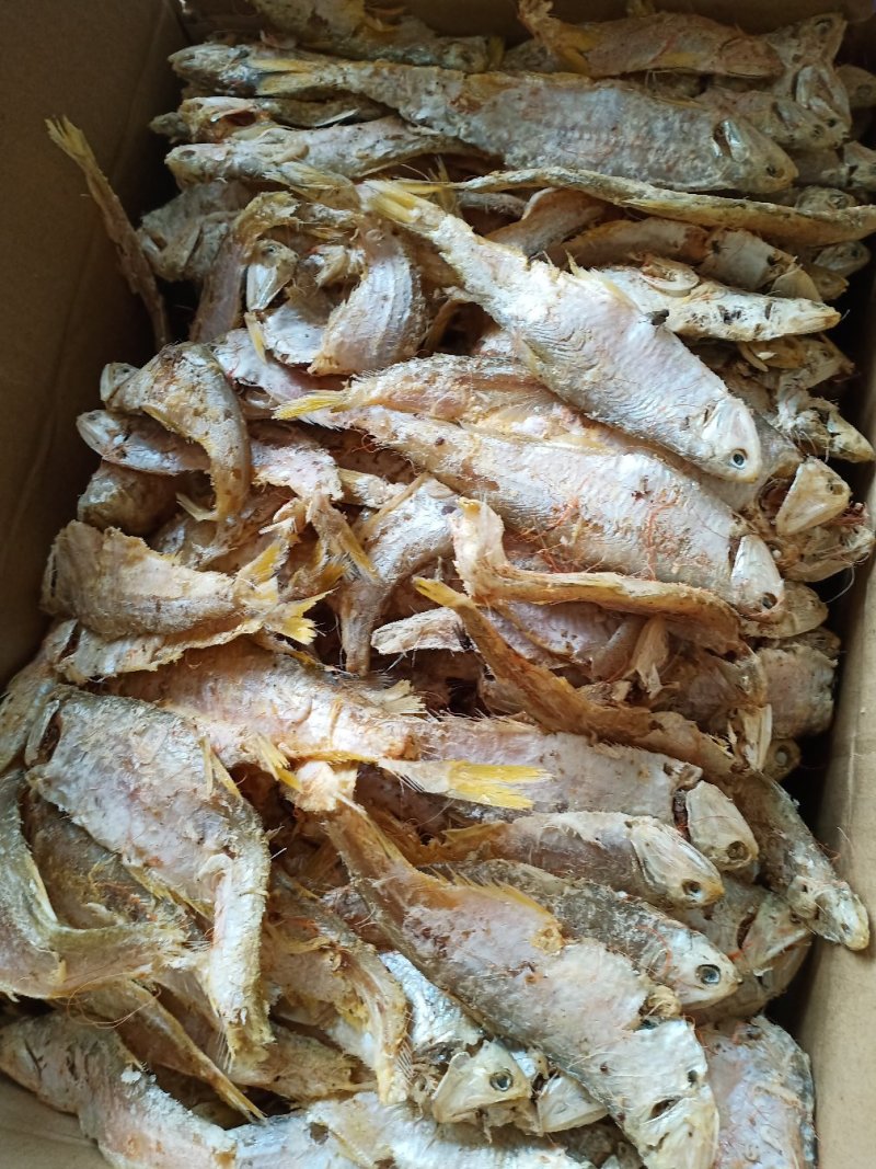 渤海湾虾皮里面拣的大熟鱼