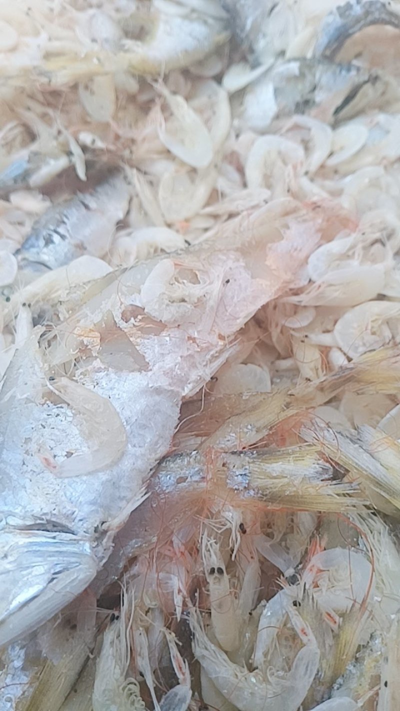 渤海湾虾皮里面拣的大熟鱼
