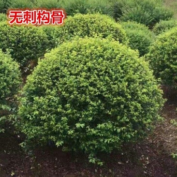 无刺枸骨球无刺枸骨树苗庭院绿化枸骨冬青四季常青