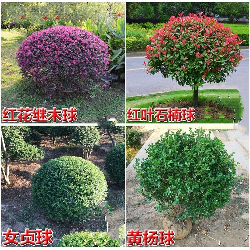 无刺枸骨球无刺枸骨树苗庭院绿化枸骨冬青四季常青
