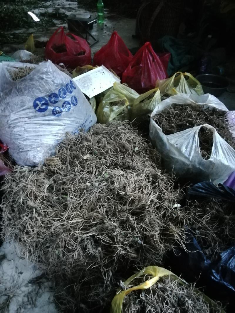 云南野生地胆草，草鞋底、地胆头，新鲜无水，发霉腐烂包赔