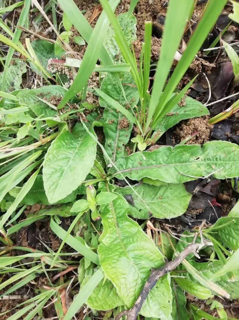 云南野生地胆草，草鞋底、地胆头，新鲜无水，发霉腐烂包赔