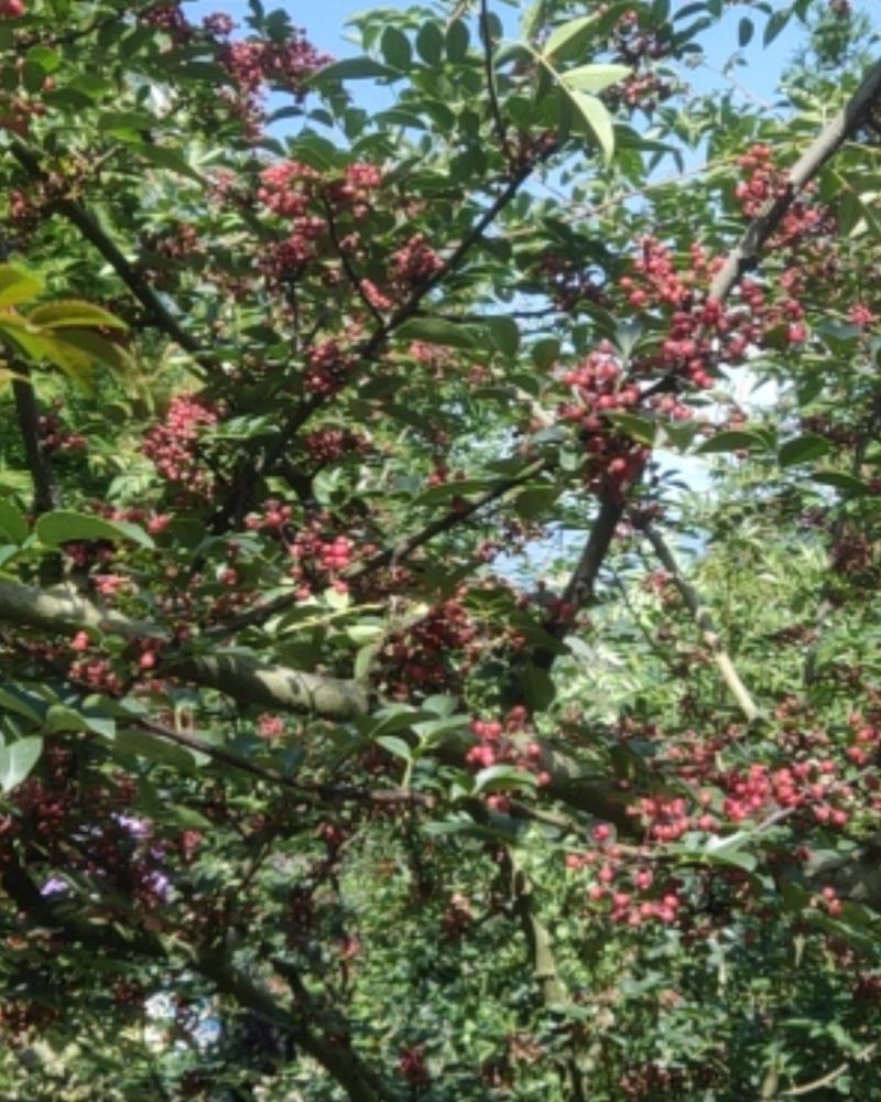 鲜花椒汉源贡椒味道特麻贡椒四川花椒