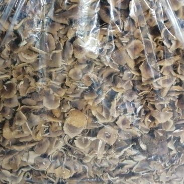 开伞菇，菜菇，三号开伞菇包邮全国发货