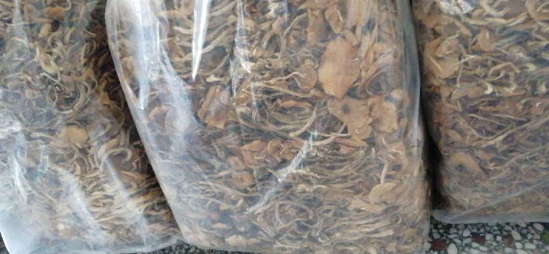 开伞菇，菜菇，三号开伞菇包邮全国发货