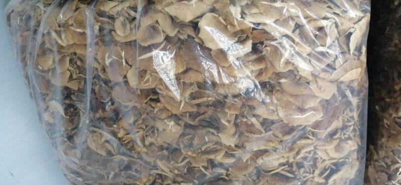 开伞菇，菜菇，三号开伞菇包邮全国发货