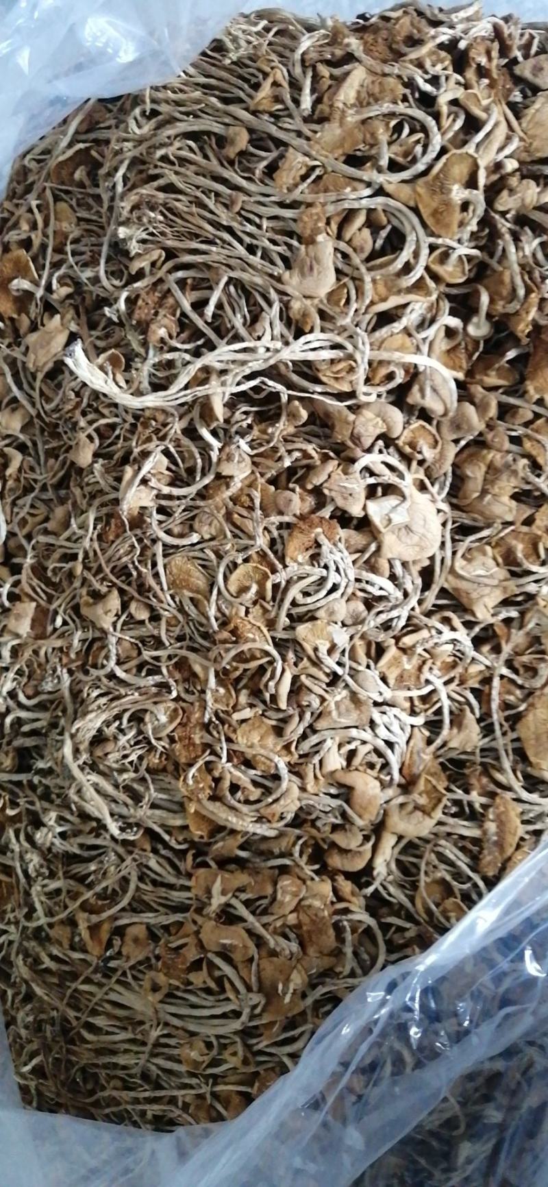 开伞菇，菜菇，三号开伞菇包邮全国发货