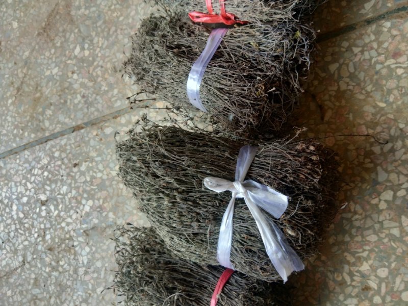 纯野生独脚金无硫天然晒干