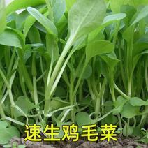 四季小白菜青菜鸡毛菜种子全国包邮免运费