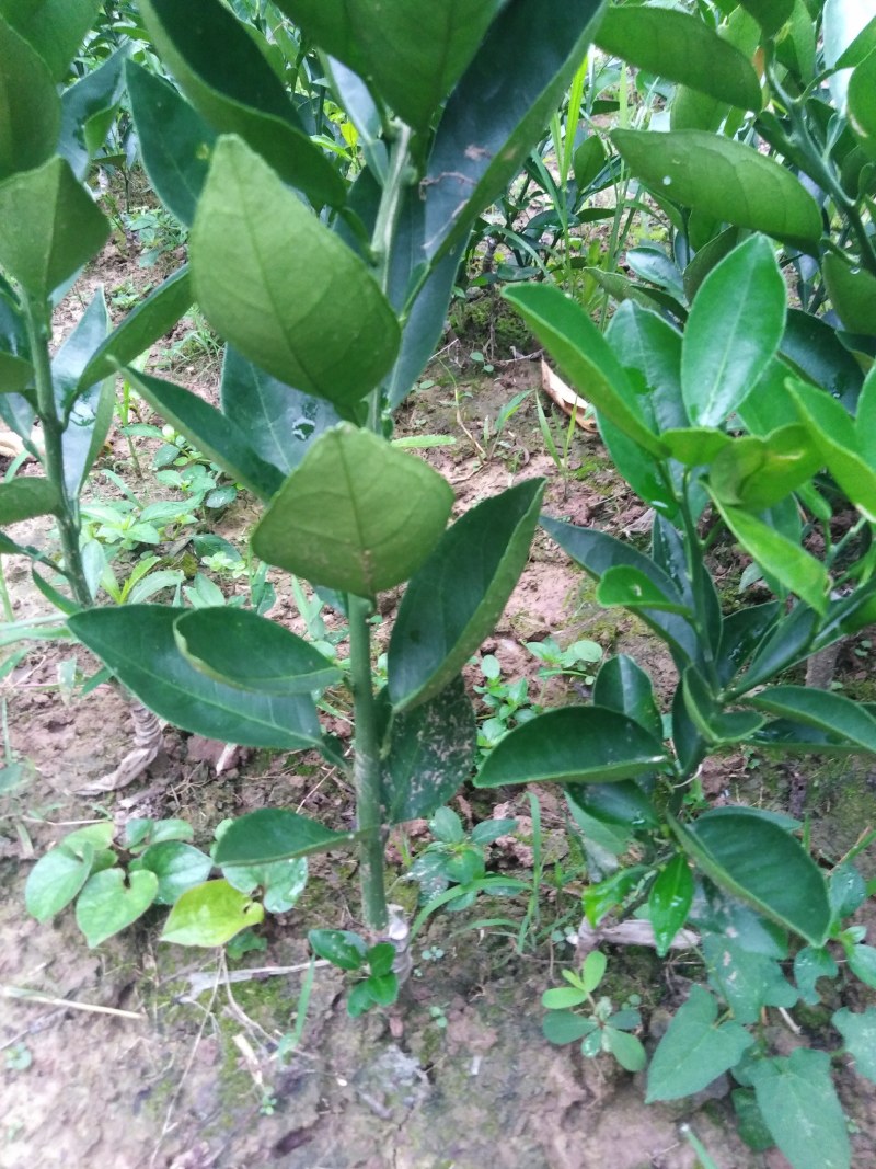 伦晚纽荷尔长红卡拉红肉脐橙苗品种纯正基地现挖现发成活率高