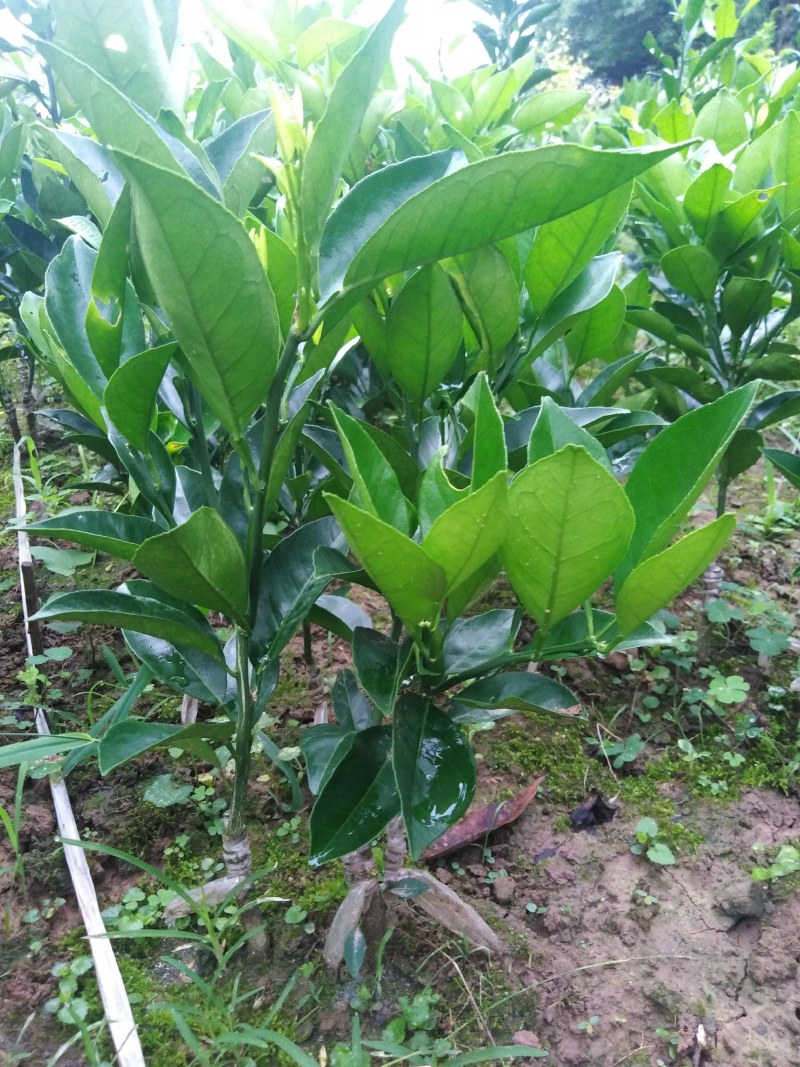 伦晚纽荷尔长红卡拉红肉脐橙苗品种纯正基地现挖现发成活率高