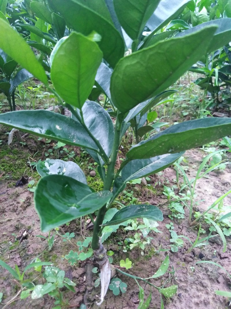 伦晚纽荷尔长红卡拉红肉脐橙苗品种纯正基地现挖现发成活率高