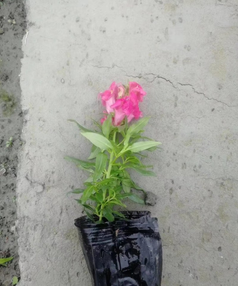 金鱼草杯苗25-30公分，红色，粉色，黄色可选