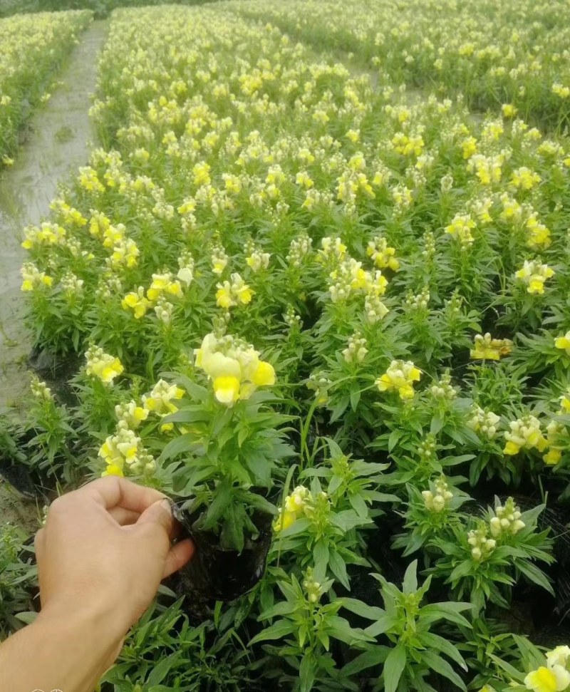 金鱼草杯苗25-30公分，红色，粉色，黄色可选